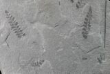 Pennsylvanian Fossil Fern (Neuropteris) Plate - Kentucky #160242-1